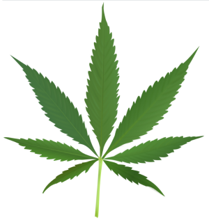 picture of a cannabis leaf from https://en.m.wikipedia.org/wiki/File:Cannabis_leaf_2.svg